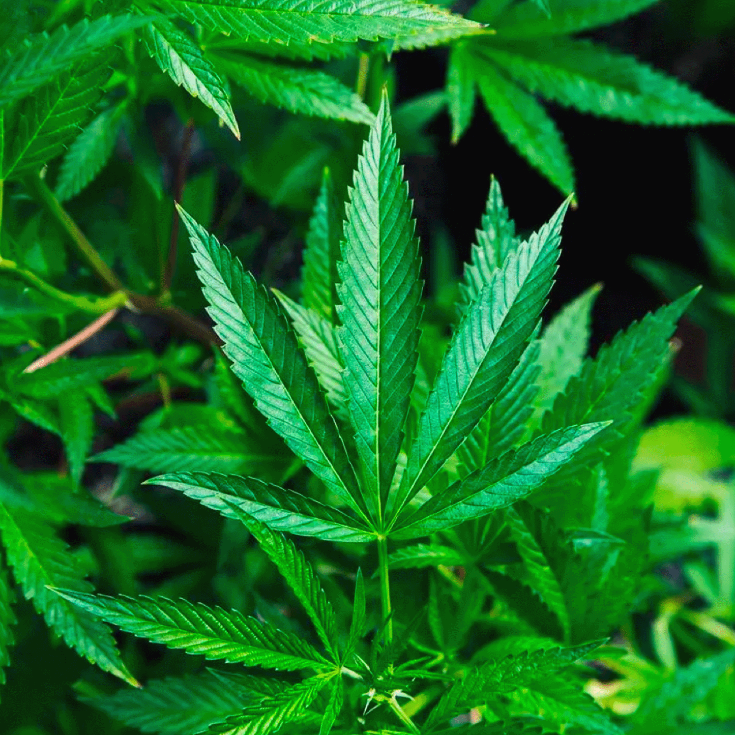 GREEN HANDS PLANET TASCHE 100 % Hanfgewebe