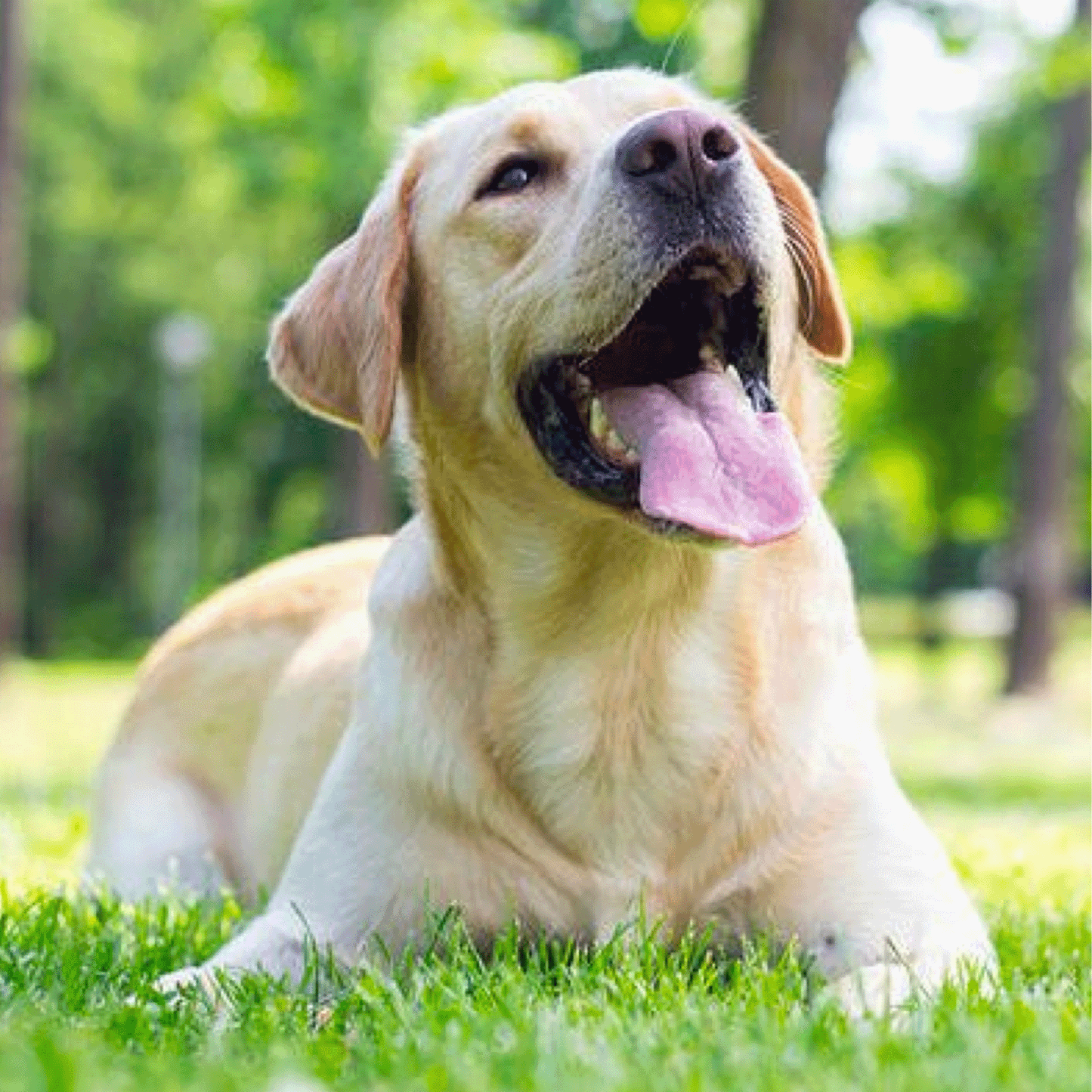 BEUTELSPENDER Bambus und PP-Faser