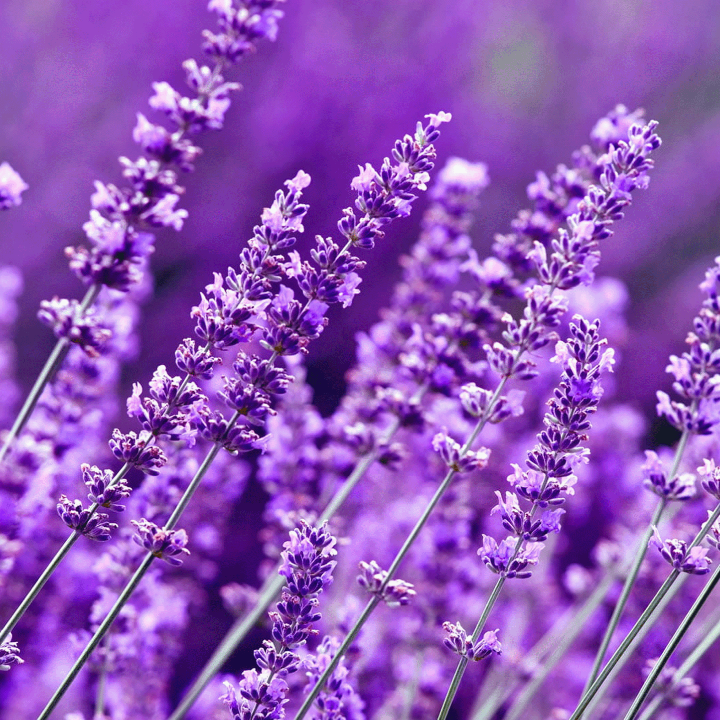 DIFFUSORE AMBIENTE in Vetro e legno.